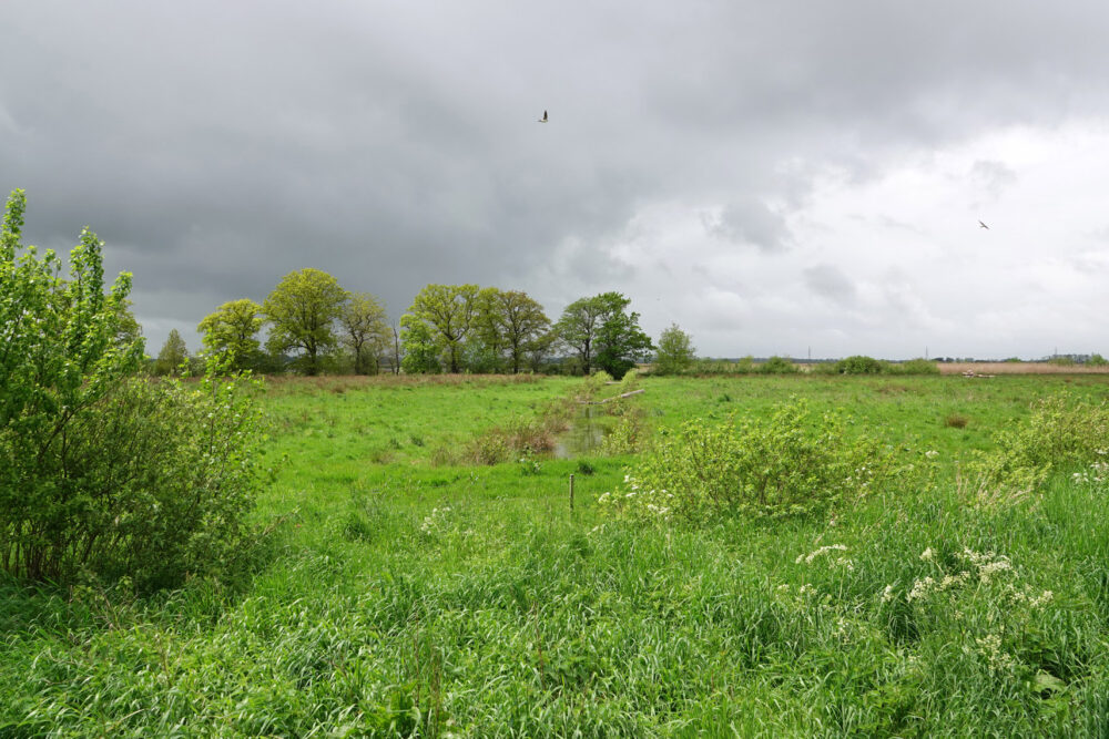 Eelderdiepgebied in het voorjaar (Onlanden)