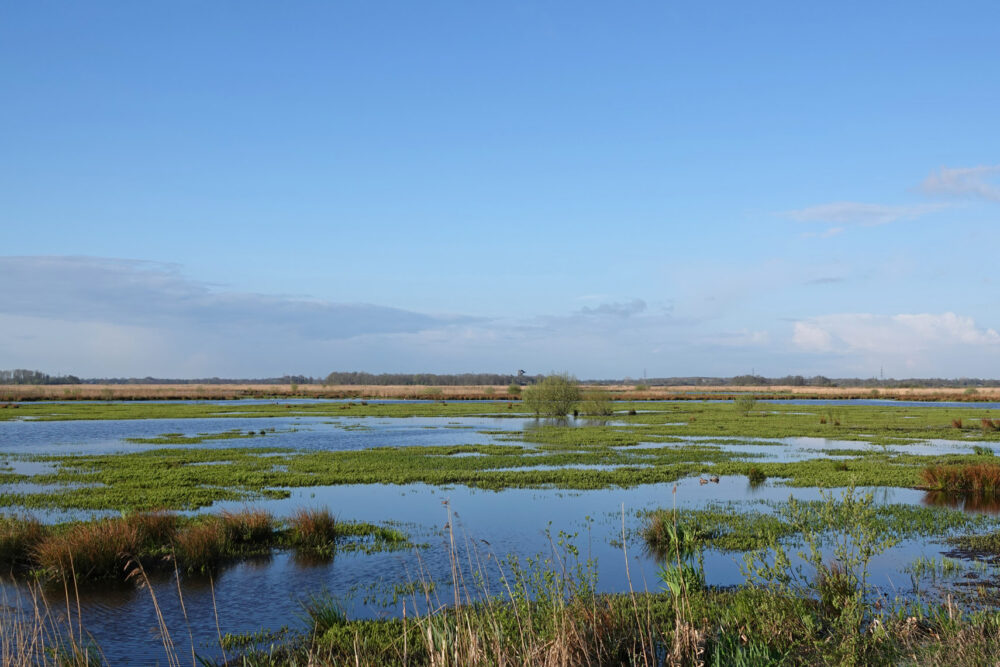 Eelderdiepgebied in het voorjaar (Onlanden)