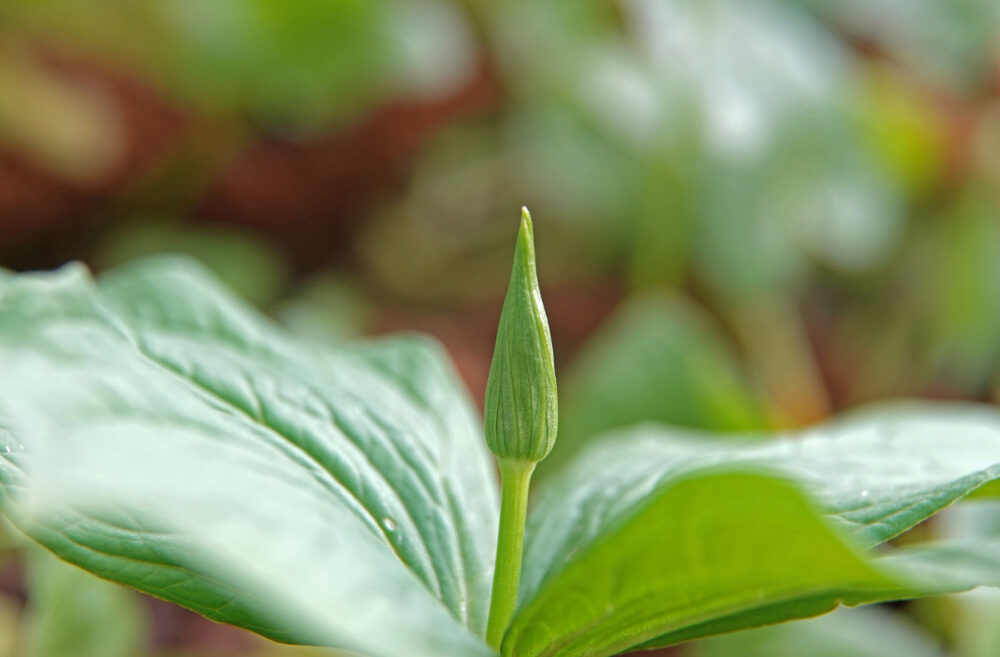 Eenbes (in knop)