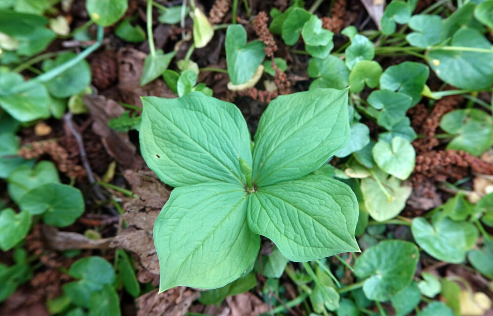 Eenbes (in knop)