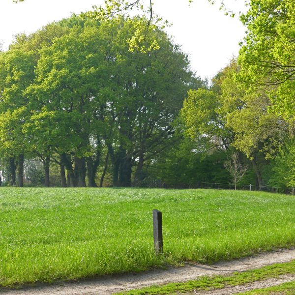Eeserveld