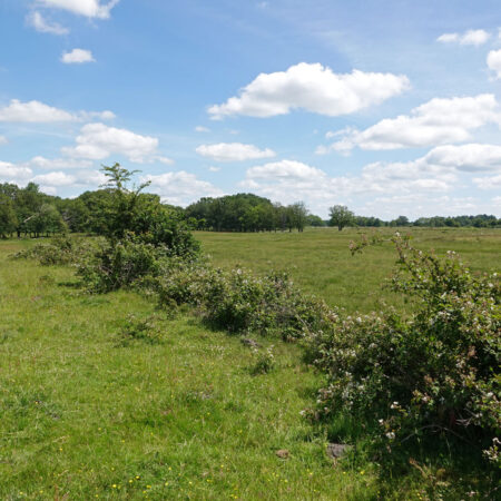 Eexterveld (Drentsche Aa)