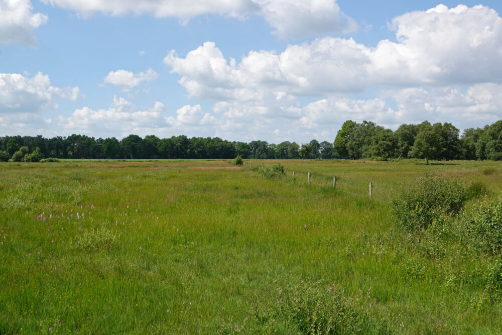 Eexterveld