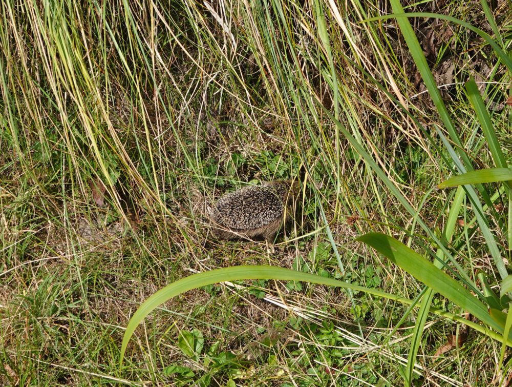 Egel
