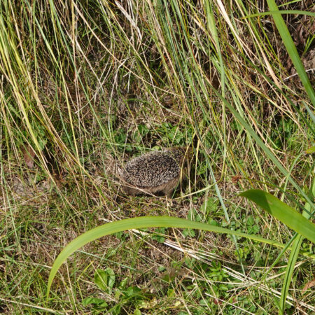 Egel
