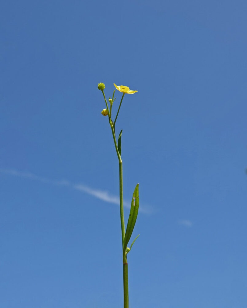Egelboterbloem