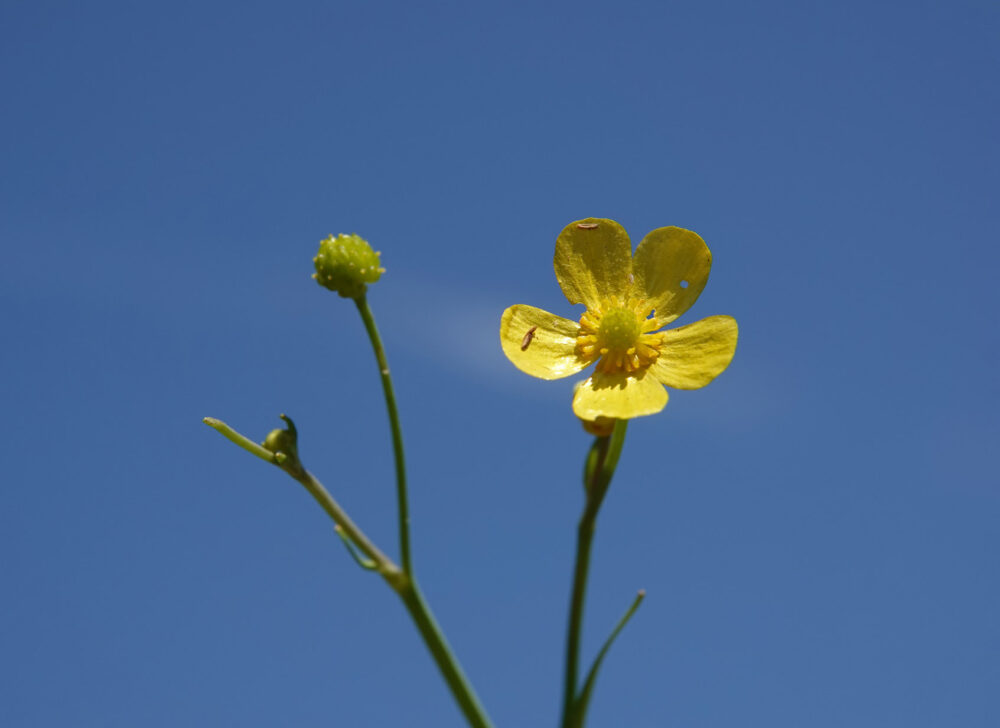 Egelboterbloem