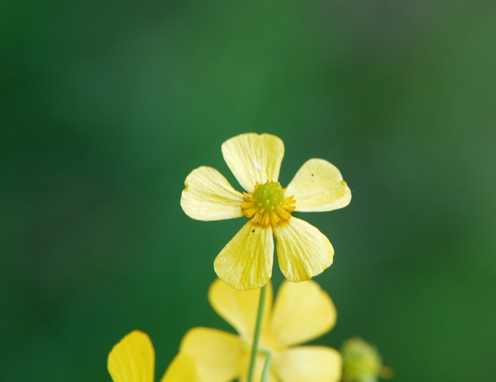 Egelboterbloem