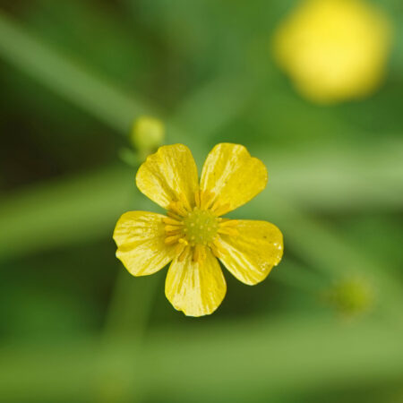 Egelboterbloem