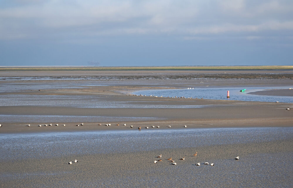 Eidereenden op wad (Schiermonnikoog)