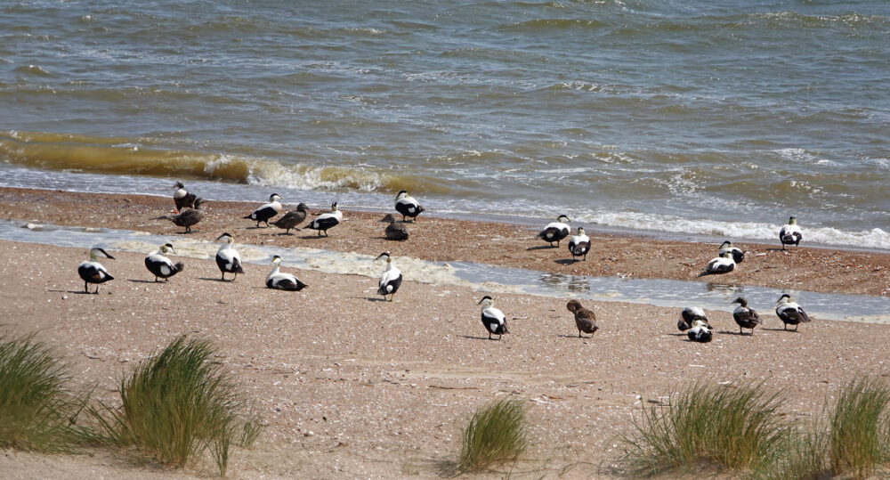 Eidereenden op zandplaat Prins Hendrikzanddijk (Texel)