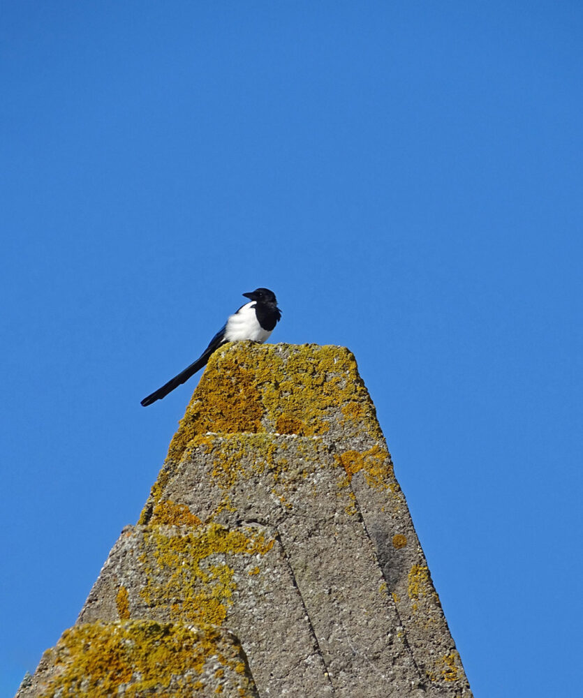 Ekster (Noordduinen)