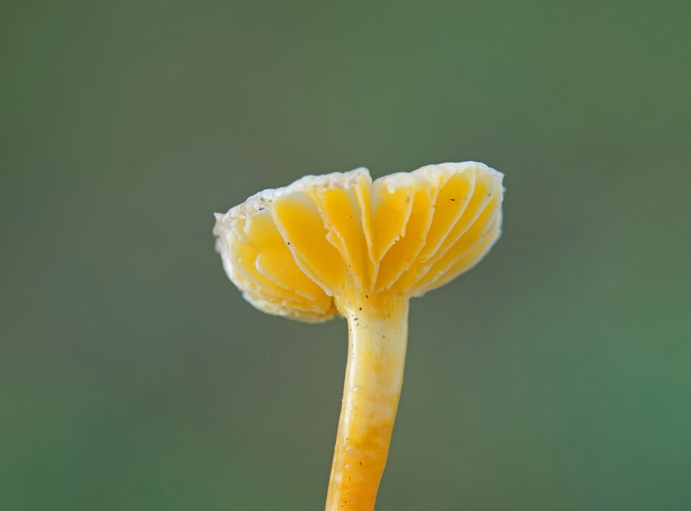 Elfenwasplaat