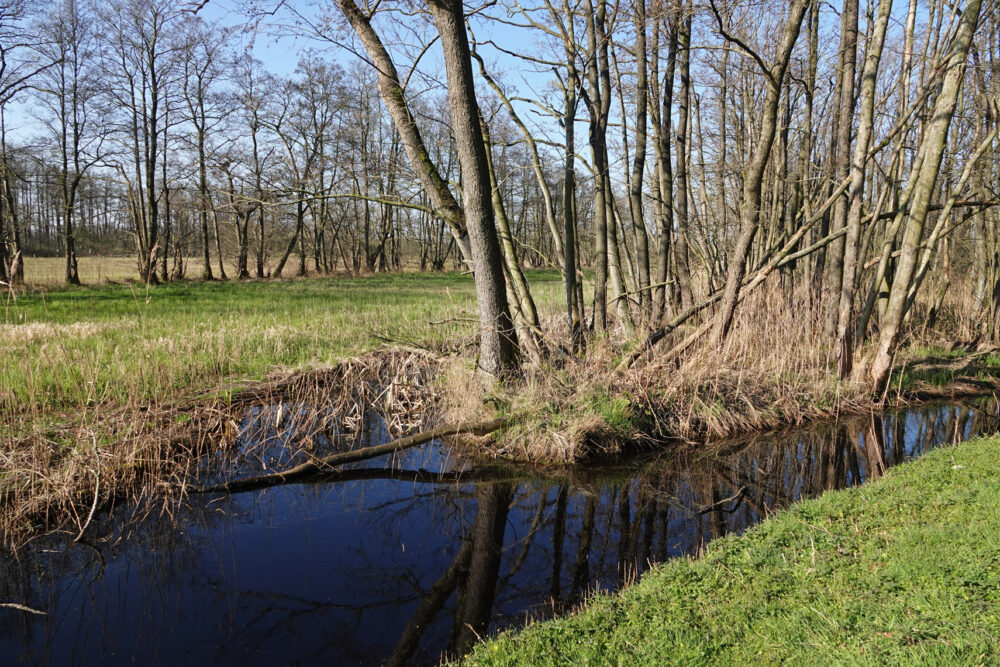 Elzenbroekbos in de Broekenweering (Onlanden)