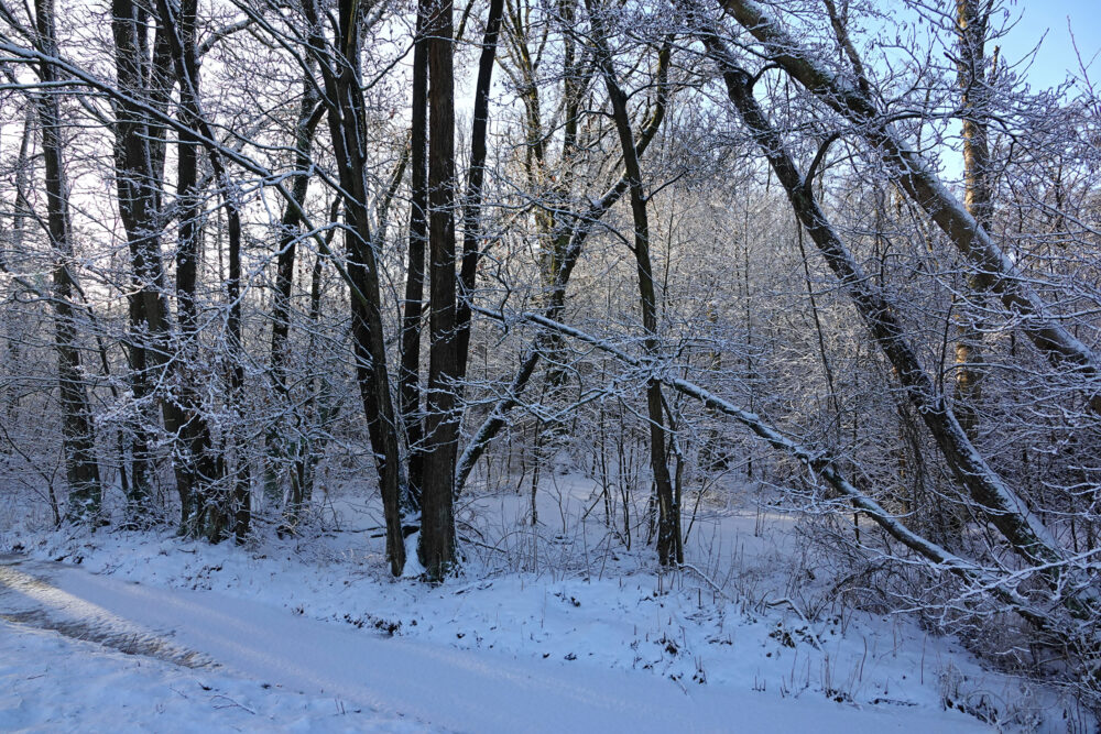 Elzenbroekbosje in de Broekenweering in de winter