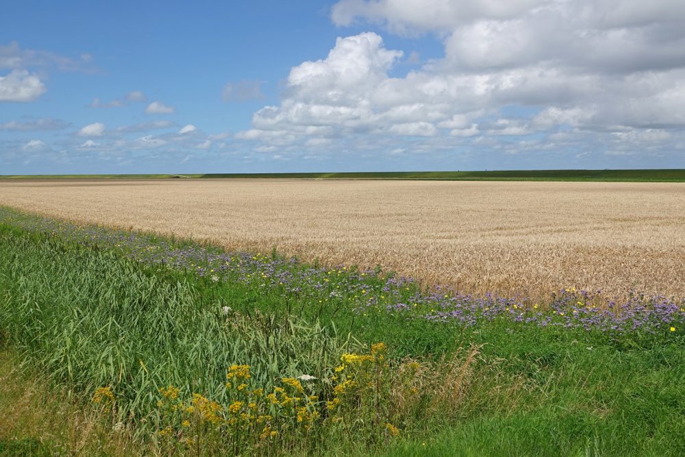 Emmapolder (langs Waddenzeedijk)