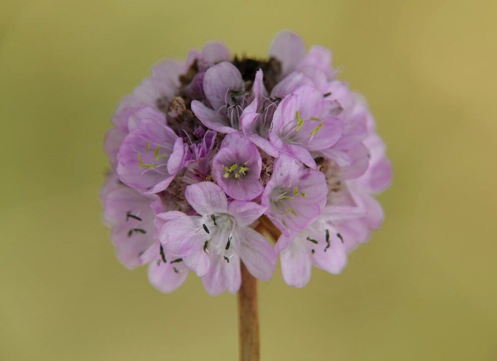 Engels gras