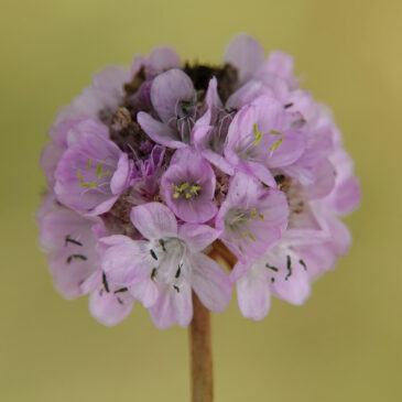Engels gras