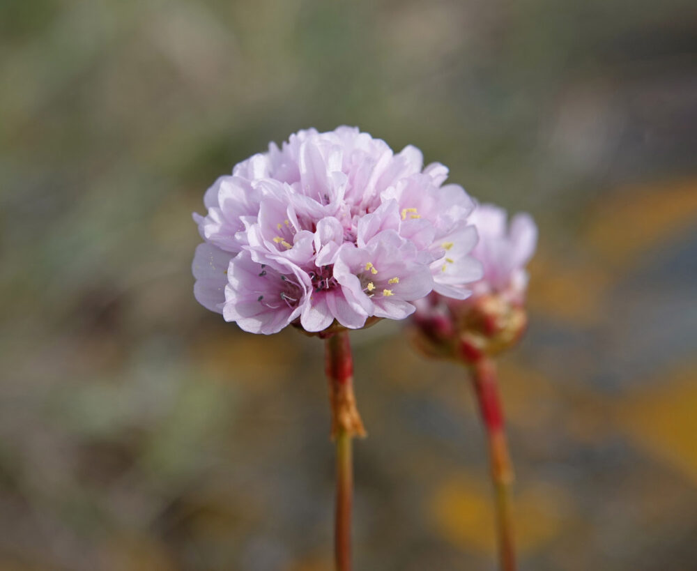 Engels gras