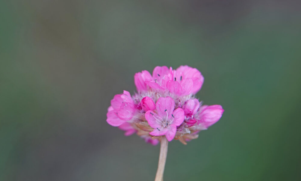 Engels gras