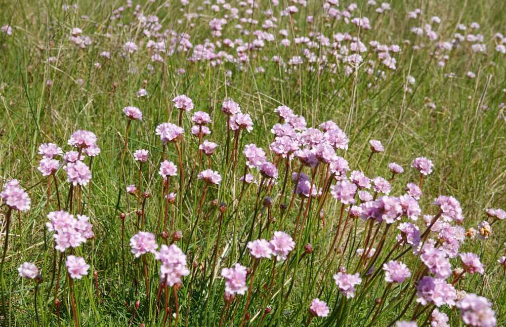Engels gras