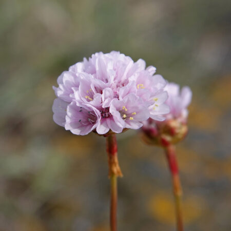 Engels gras