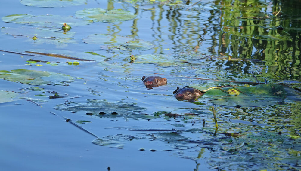 Europese otters (Onlanden)