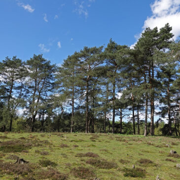 Evertsbos (Boswachterij Anloo)