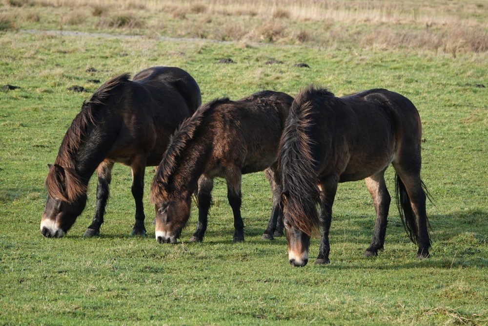 Exmoorpony&#039;s (Onlanden)