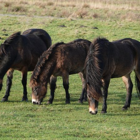 Exmoorpony (Onlanden)