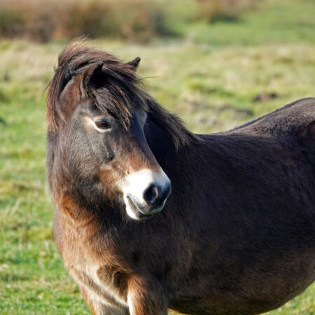 Exmoorpony Onlanden