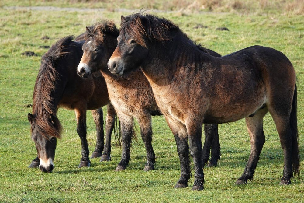 Exmoorpony&#039;s Onlanden