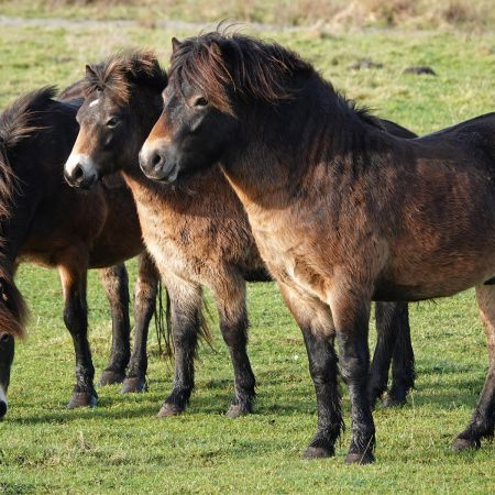 Exmoorpony Onlanden