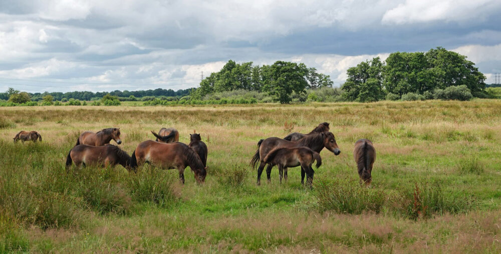 Exmoorpony in de Weeringsbroeken (Onlanden)