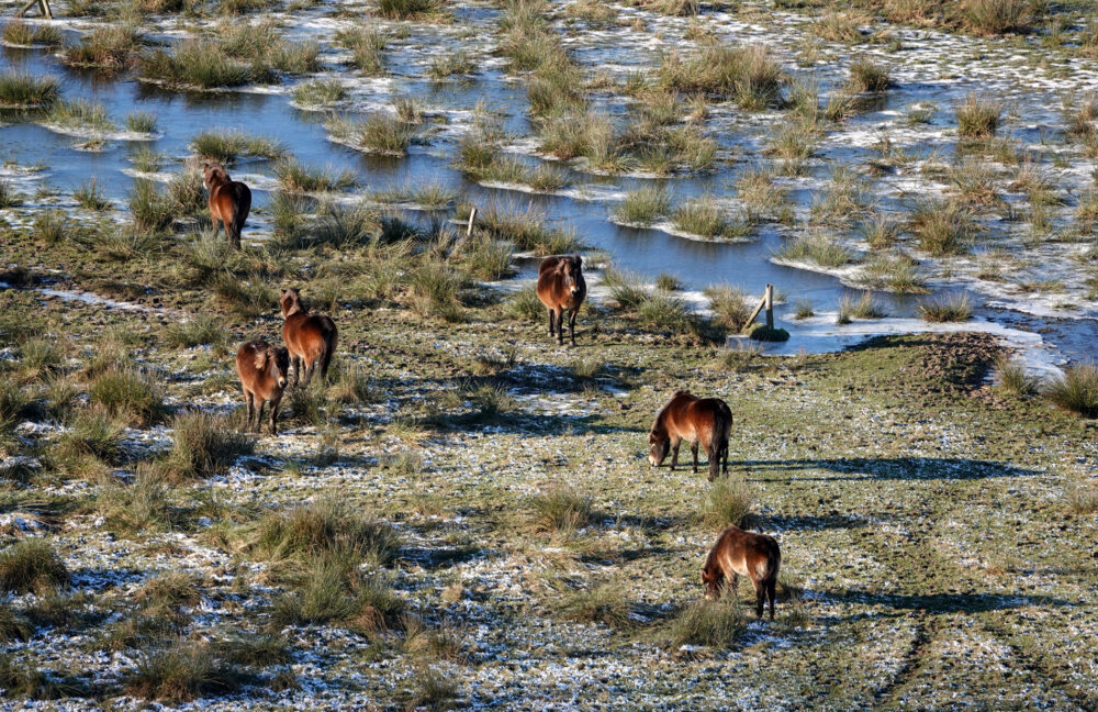 Exmoorpony&#039;s grazend in de Beelestukken