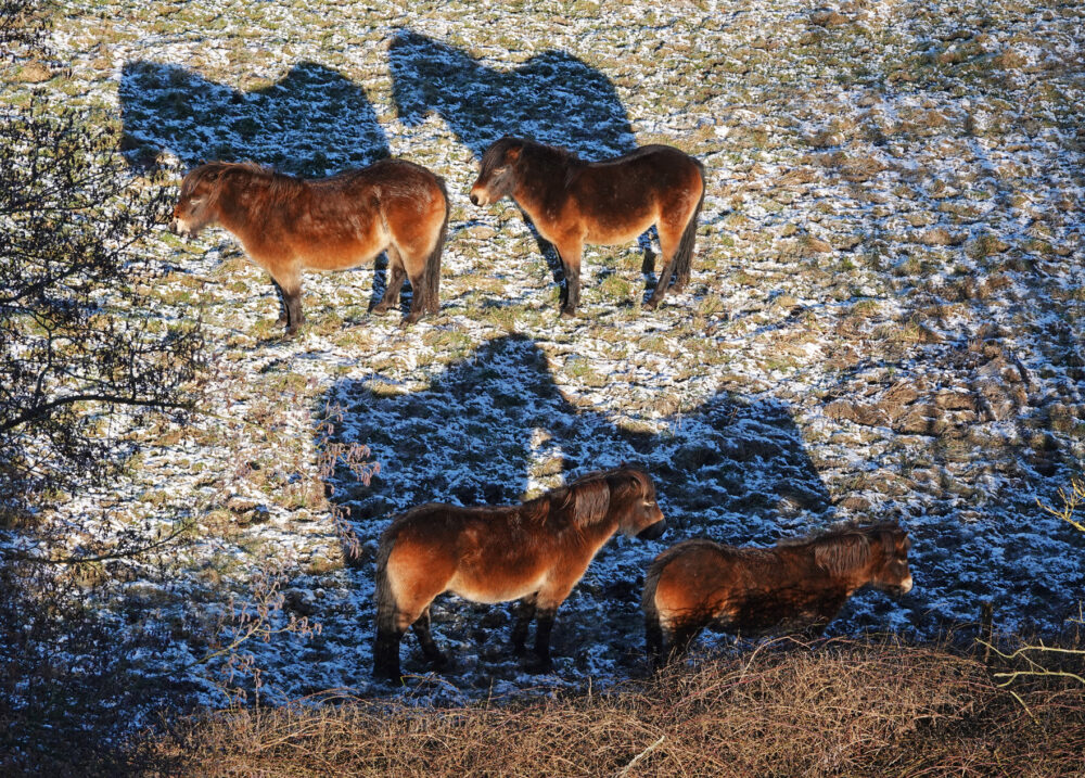 Exmoorpony&#039;s in de Beelestukken