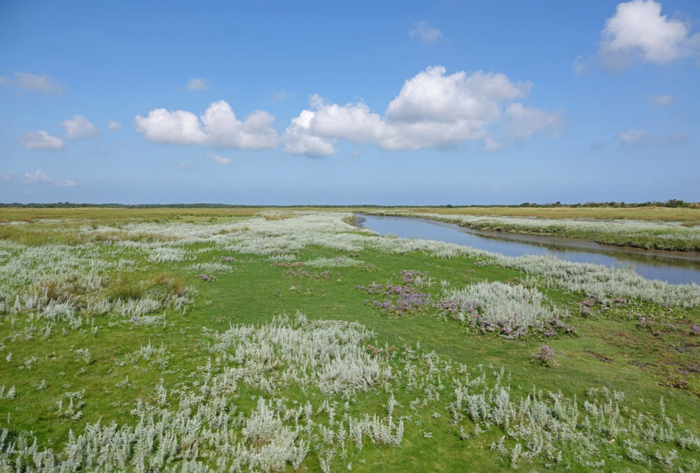 Feyesslink in Binnenkwelder op Schiermonnikoog