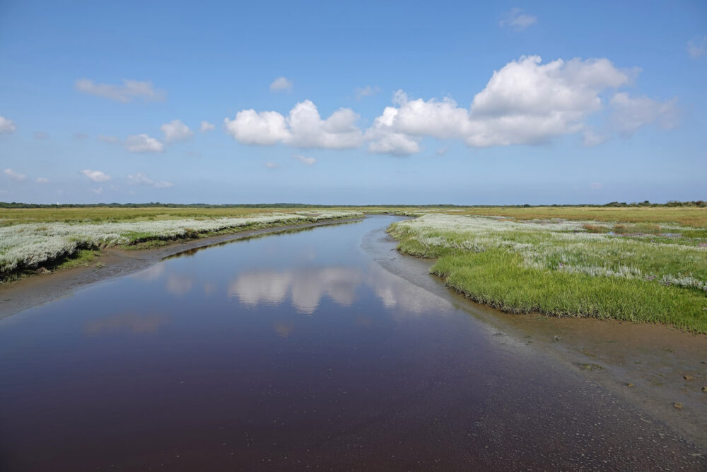Feyesslink in Binnenkwelder op Schiermonnikoog