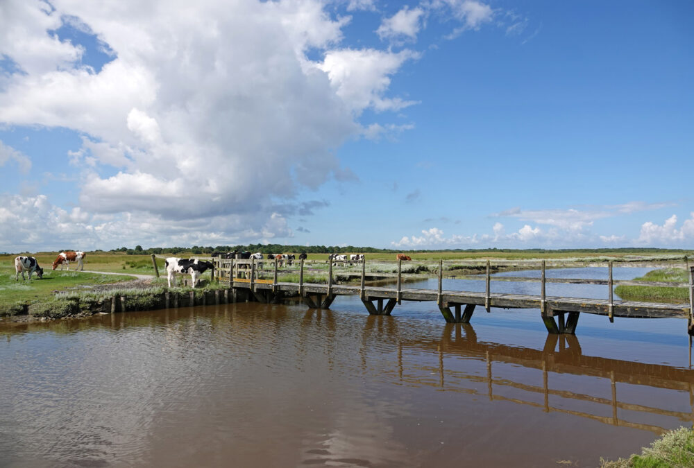 Feyesslink in Binnenkwelder op Schiermonnikoog