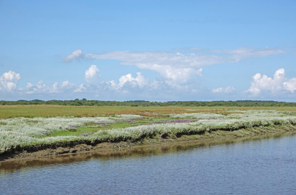 Feyesslink in Binnenkwelder op Schiermonnikoog