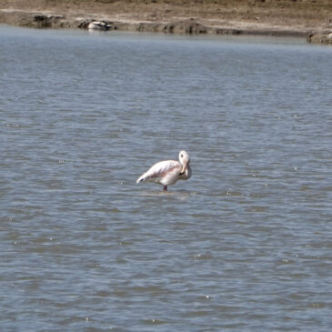 Flamingo (Breebaartpolder)
