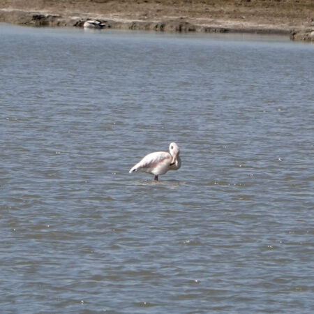 Flamingo (Breebaartpolder)