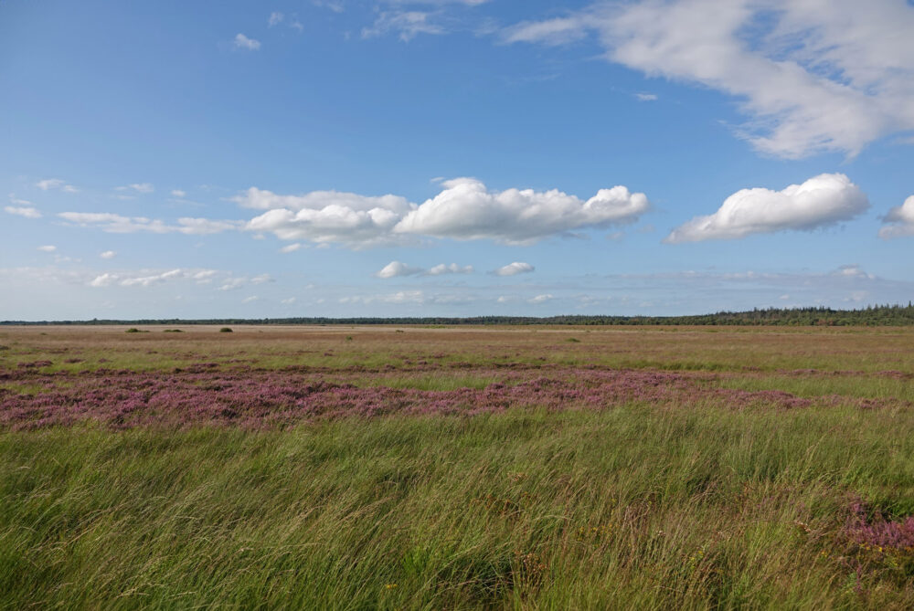 Fochteloërveen