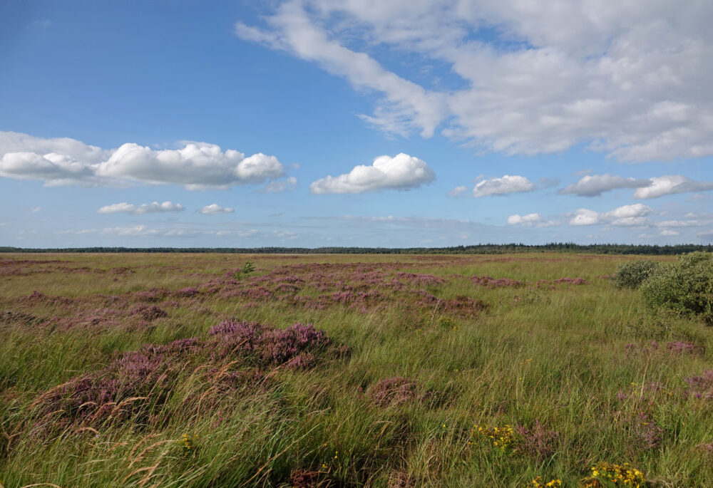 Fochteloërveen