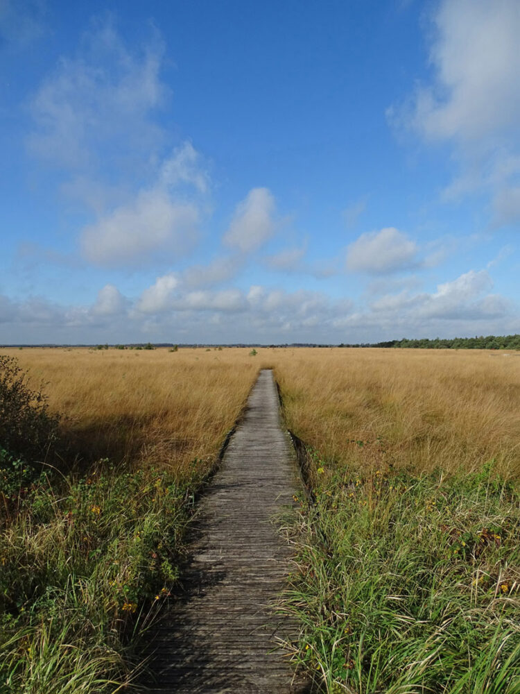 Fochteloërveen