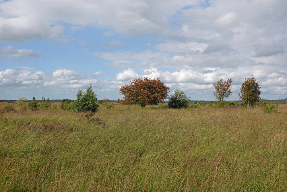 Fochteloërveen