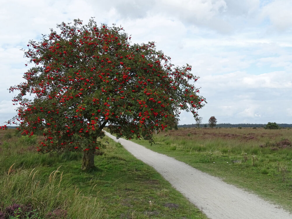 Fochteloërveen