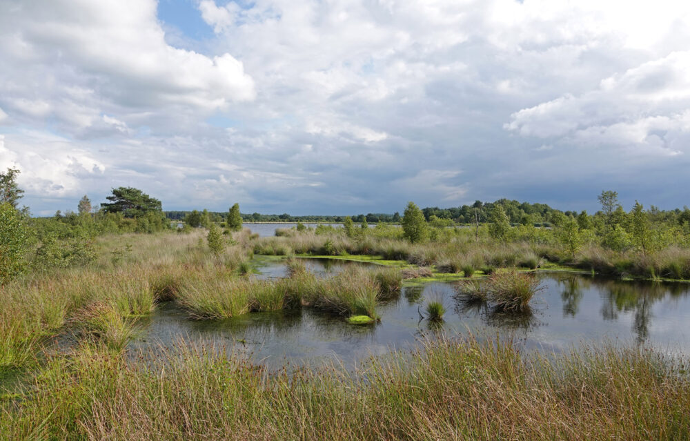 Fochteloërveen
