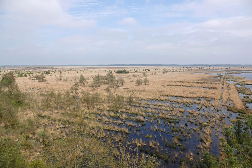 Fochteloërveen