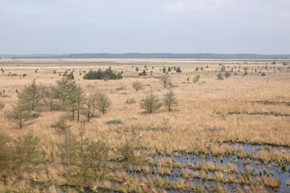 Fochteloërveen